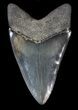 Serrated, Black/Grey Megalodon Tooth - Georgia #39444-2